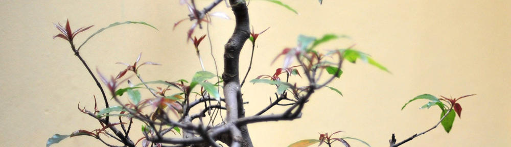 Apr&egrave;s Ski Store